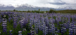 IJsland wordt op sommige plekken overwoekerd door deze exoot: lupines